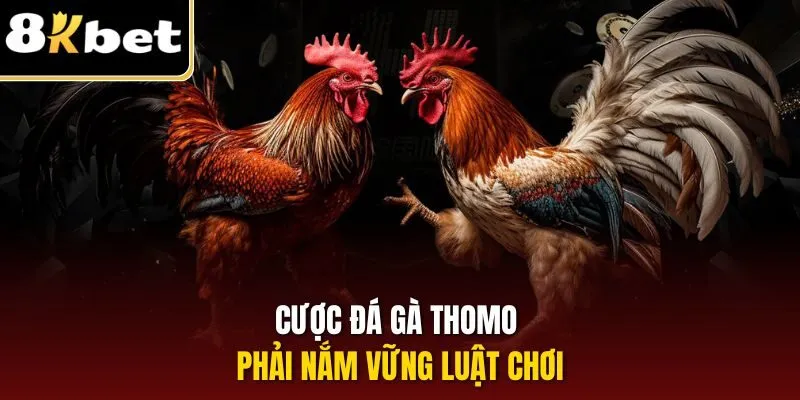 Cược đá gà Thomo phải nắm vững luật chơi