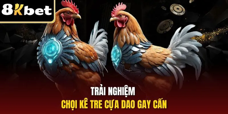 Trải nghiệm chọi kê tre cựa dao gay cấn